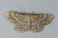 Idaea moniliata