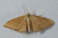 Idaea ochrata