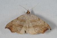 Laspeyria flexula