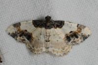 Ligdia adustata