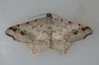 Macaria alternata