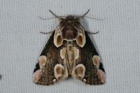 Thyatira batis