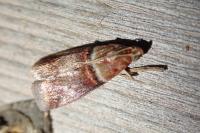 Acrobasis tumidana