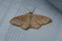 Idaea rubraria