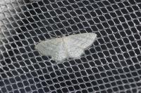 Idaea subsericeata
