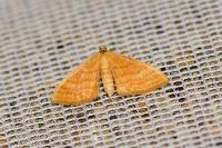 Idaea ochrata