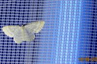 Asthena albulata