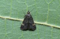 Heliothela wulfeniana