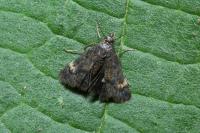 Heliothela wulfeniana