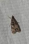 Eudonia mercurella