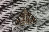 Dysstroma citrata
