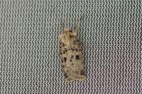 Chersotis multangula