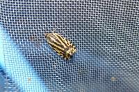 Emmelia trabealis