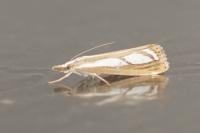 Catoptria