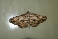 Peribatodes rhomboidaria rhomboidaria