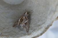 Trichoplusia ni
