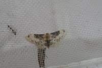 Idaea filicata