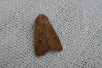 Mythimna albipuncta