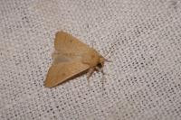 Mythimna vitellina