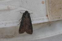 Peridroma saucia