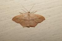 Scopula imitaria