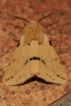 Spilarctia lutea
