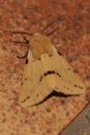 Spilarctia lutea