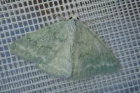 Pseudoterpna pruinata