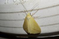Rhodometra sacraria