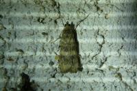 Nomophila noctuella