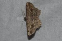 Chiasmia aestimaria
