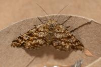 Chiasmia clathrata