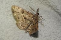 Peribatodes rhomboidaria rhomboidaria