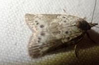 Nycteola revayana