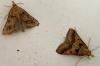 Stemmatophora brunnealis