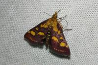 Pyrausta purpuralis