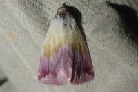 Eublemma purpurina