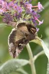 Autographa gamma