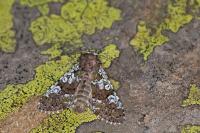 Crypsedra gemmea