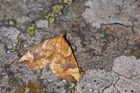 Eulithis populata