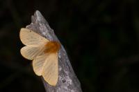 Lemonia taraxaci