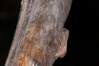 Luperina testacea