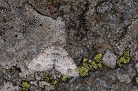 Mesotype didymata