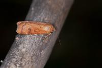 Noctua interposita