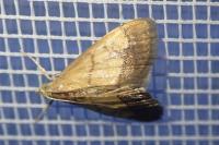 Evergestis limbata
