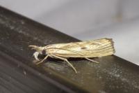Agriphila inquinatella
