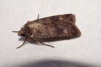 Agrotis trux