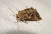 Autographa gamma