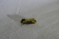 Axylia putris
