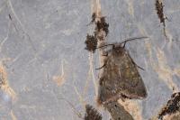 Euxoa decora simulatrix